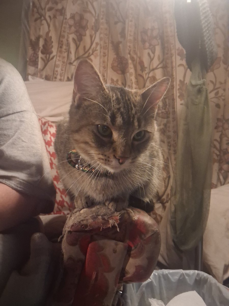 We adopted a new member of the family, her name is Scooby