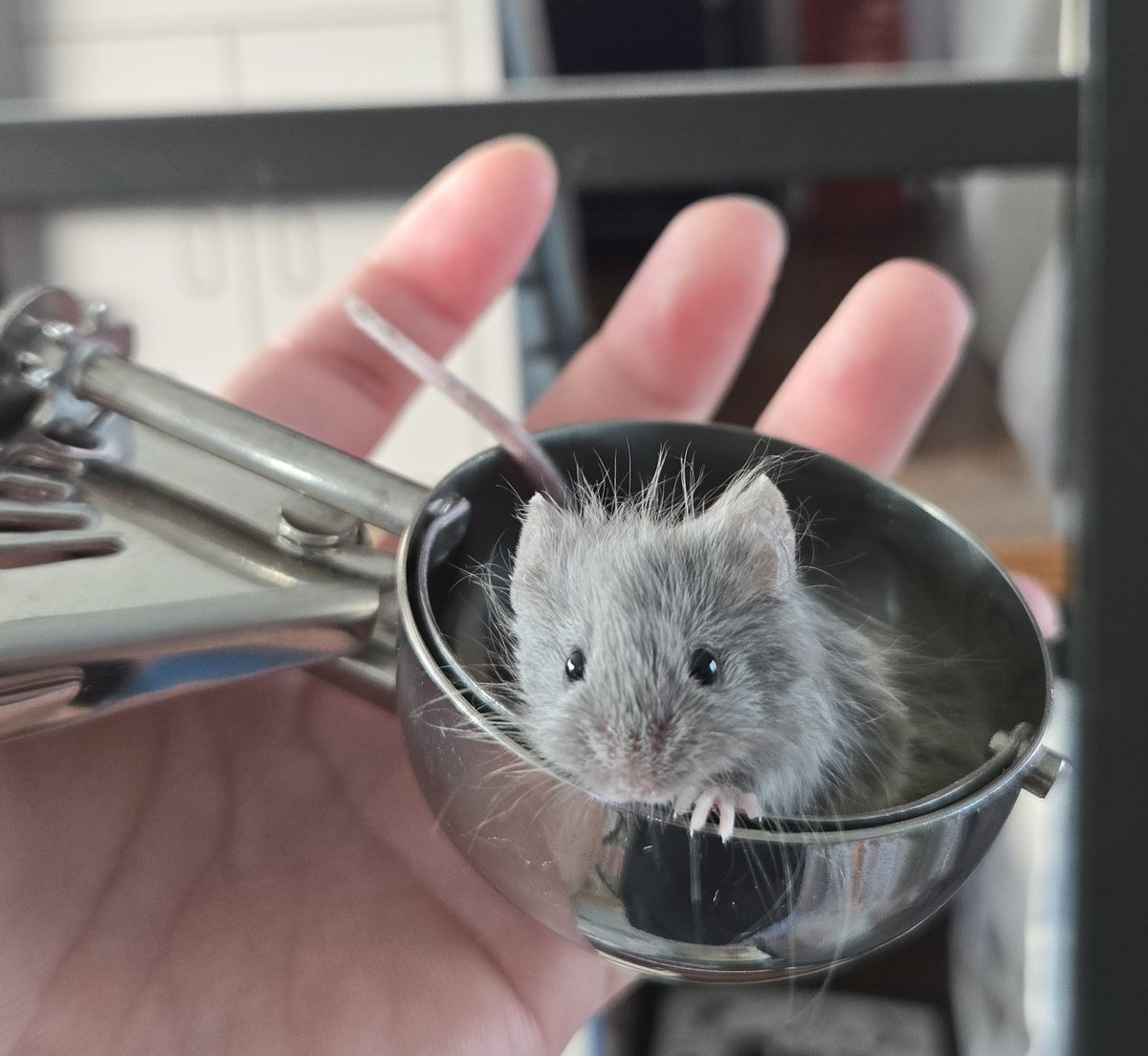 틧타 미공개샷인데 원본도 한번 보시겟읍니까?
마우스 인 더 스쿱