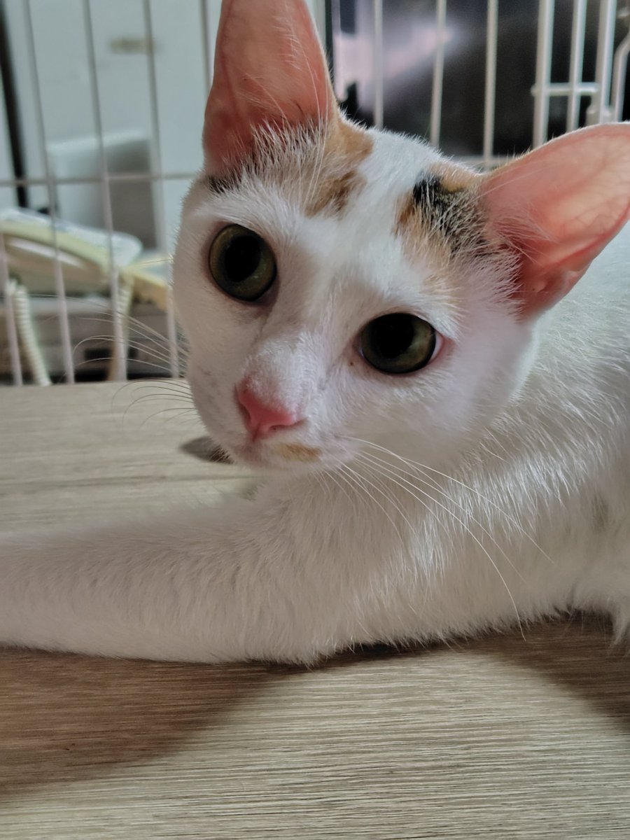 Milldeen's tweet photo. １年前になりますが、
カーポート内の棚下に毛玉が落ちていたので収穫。
たしか120グラムほどでした。

きょうだいは何かに噛み☓されててすでにお空へ。

片付けの苦手な主のかわりに
テーブルの上をスッキリさせてくれますが、下、下がっっっwww
画像は自粛します。 https://t.co/9ySYAWfqaV