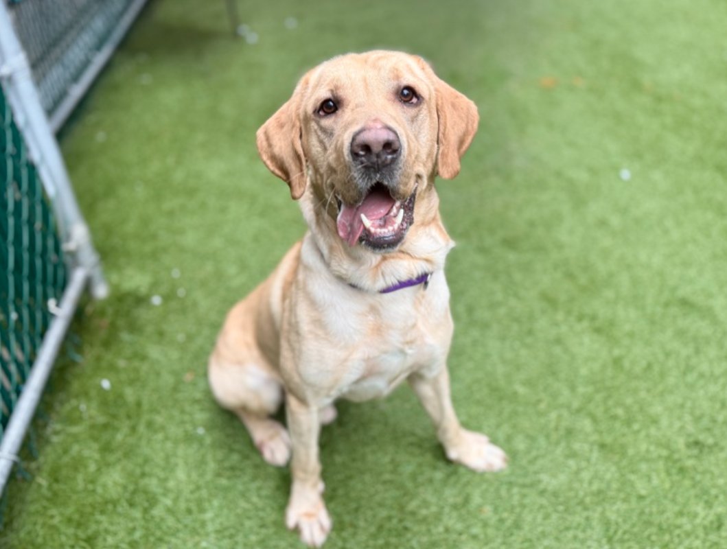 notthesameone2's tweet image. 2-y/o Koda: