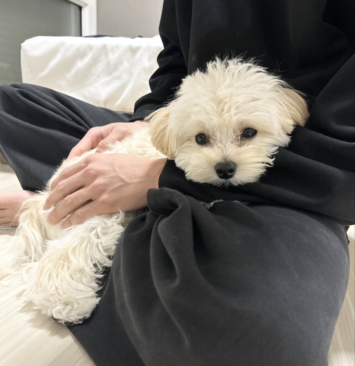 マルプーのぽてと (@potato_maltipoo) / Posts / X