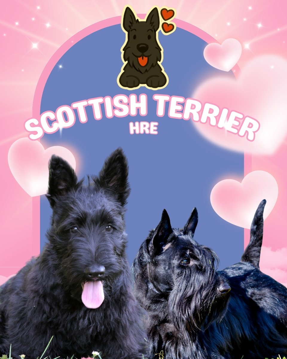 Mascotas Cachorros perros gatos Colombia club tweet media