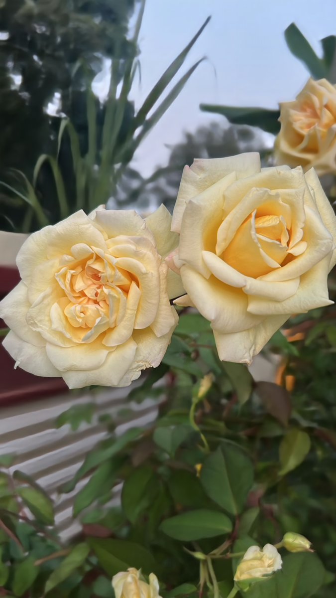 manjula2001's tweet photo. #nature #NaturePhotography #gardens #PictureOfTheDay #naturelife #flowerpictures  #FlowersOfTwitter #blooming #photooftheday #NatureBeauty #daily #beautiful I wish you all happiness and love as we head into 2026! ❤️ https://t.co/WkHNhveojV