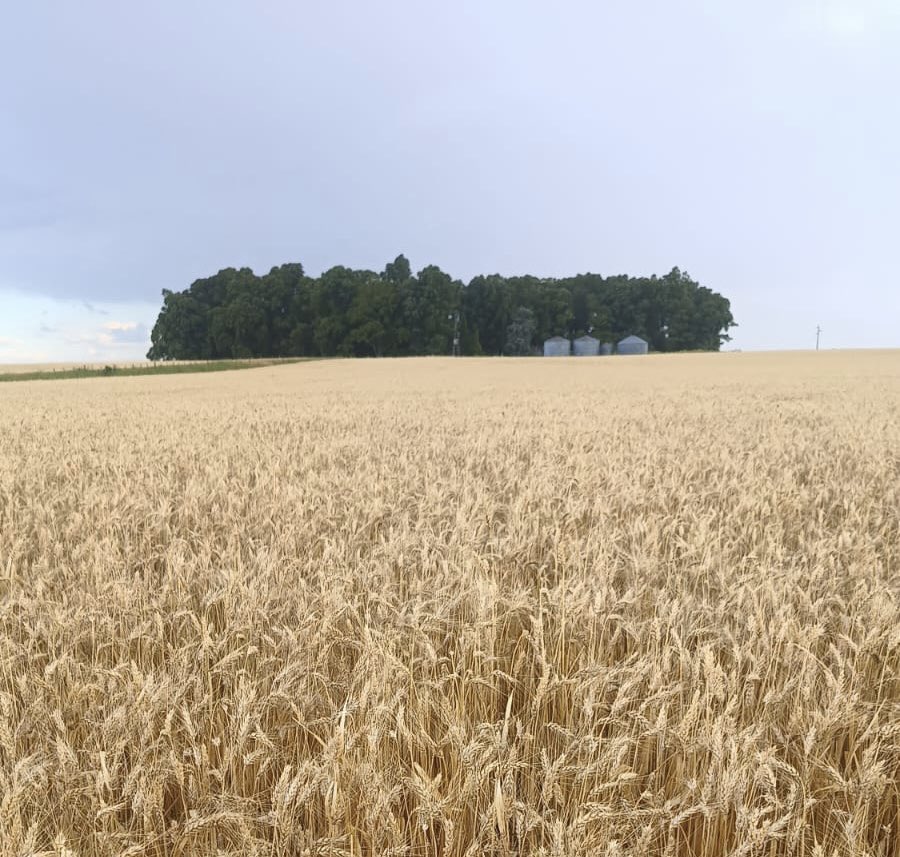 Bumper Crop tweet media