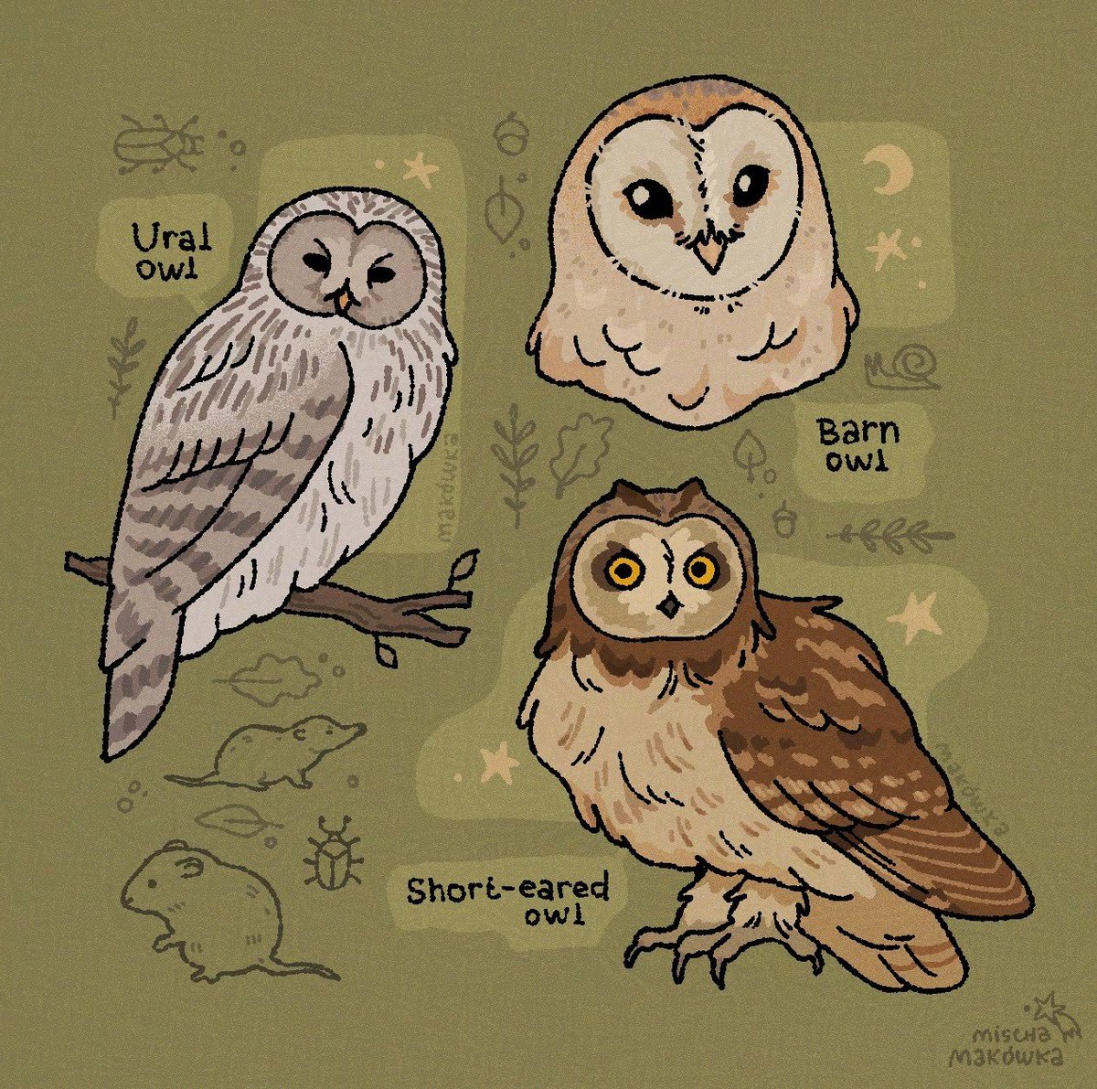 hi i drew some owls