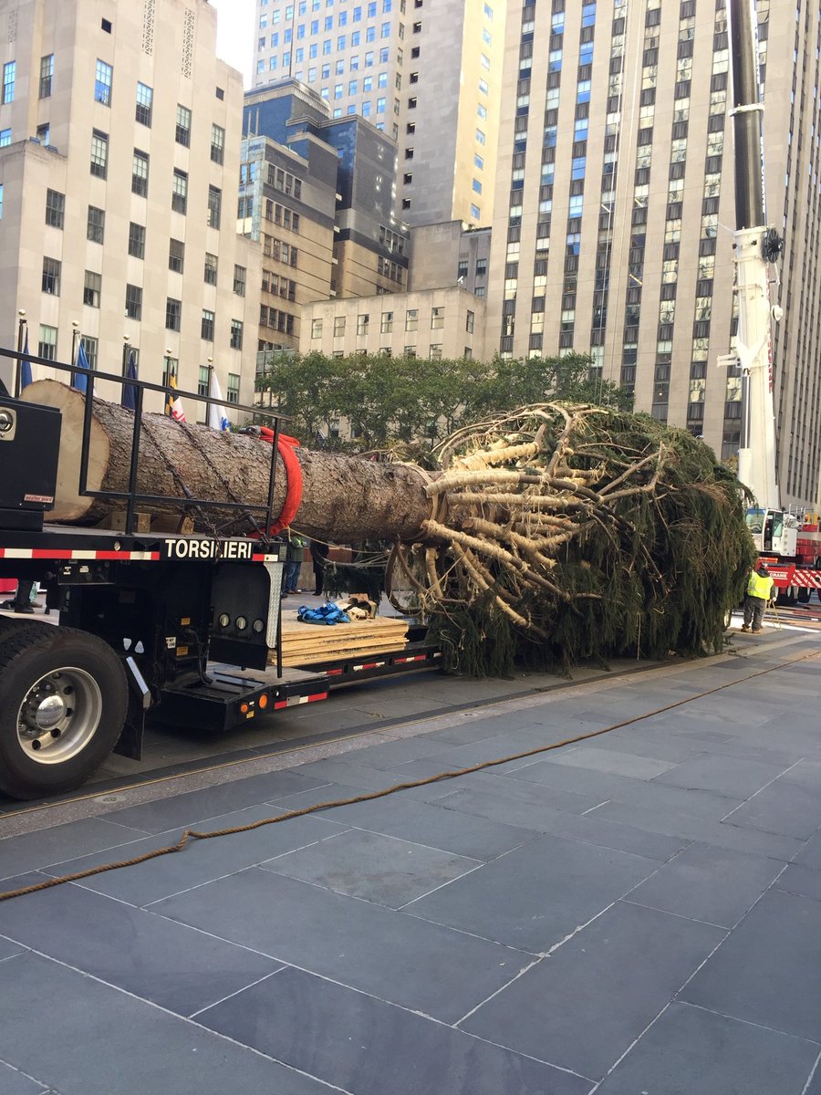 希望の象徴！幸運木【森からやって来た天然野生のもみの木さん＊樅の木】今年3年生！ 東北森林管理局/モミ
