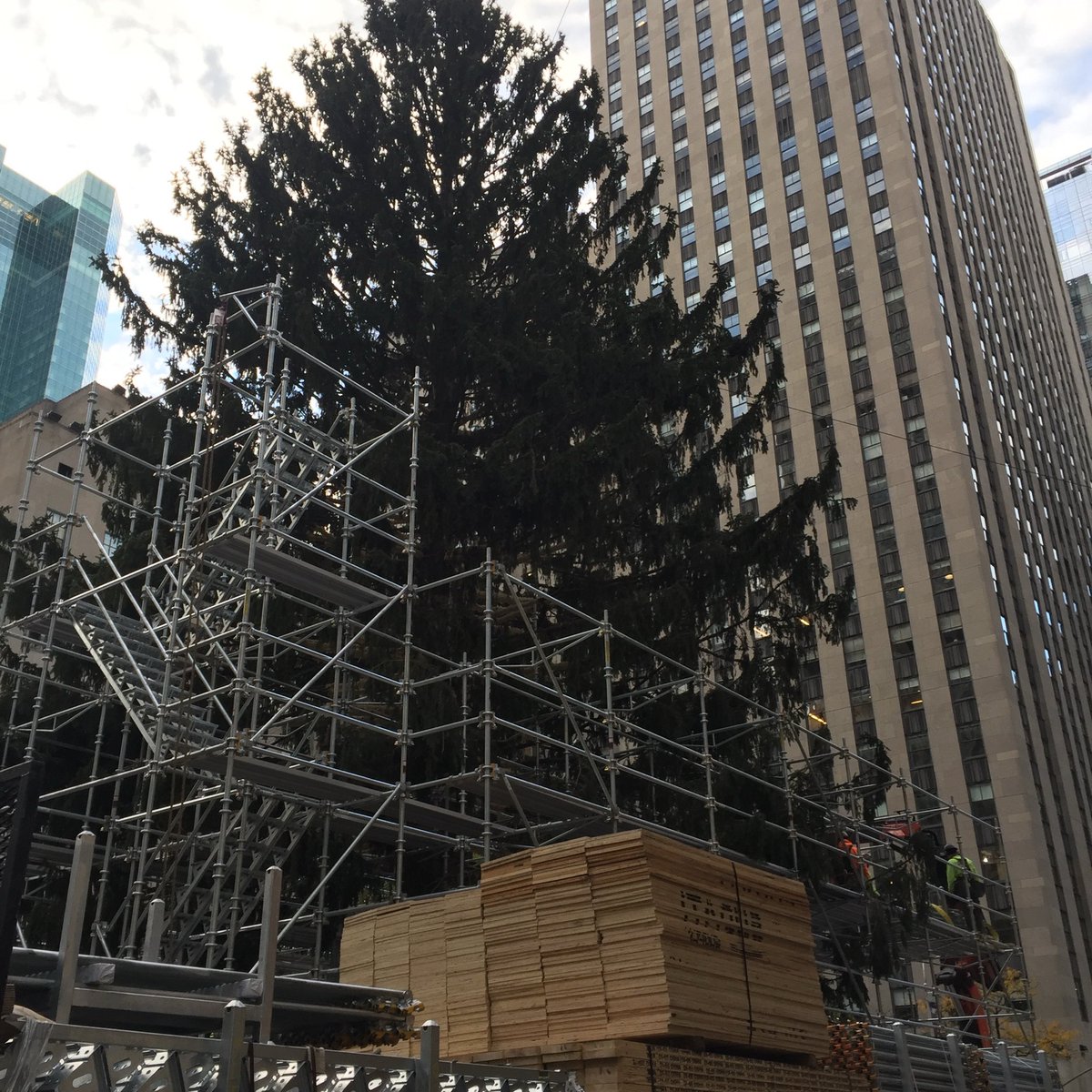 希望の象徴！幸運木【森からやって来た天然野生のもみの木さん＊樅の木】今年3年生！ もみの木🌲が設置されて これから〜🎄って時に帰国。