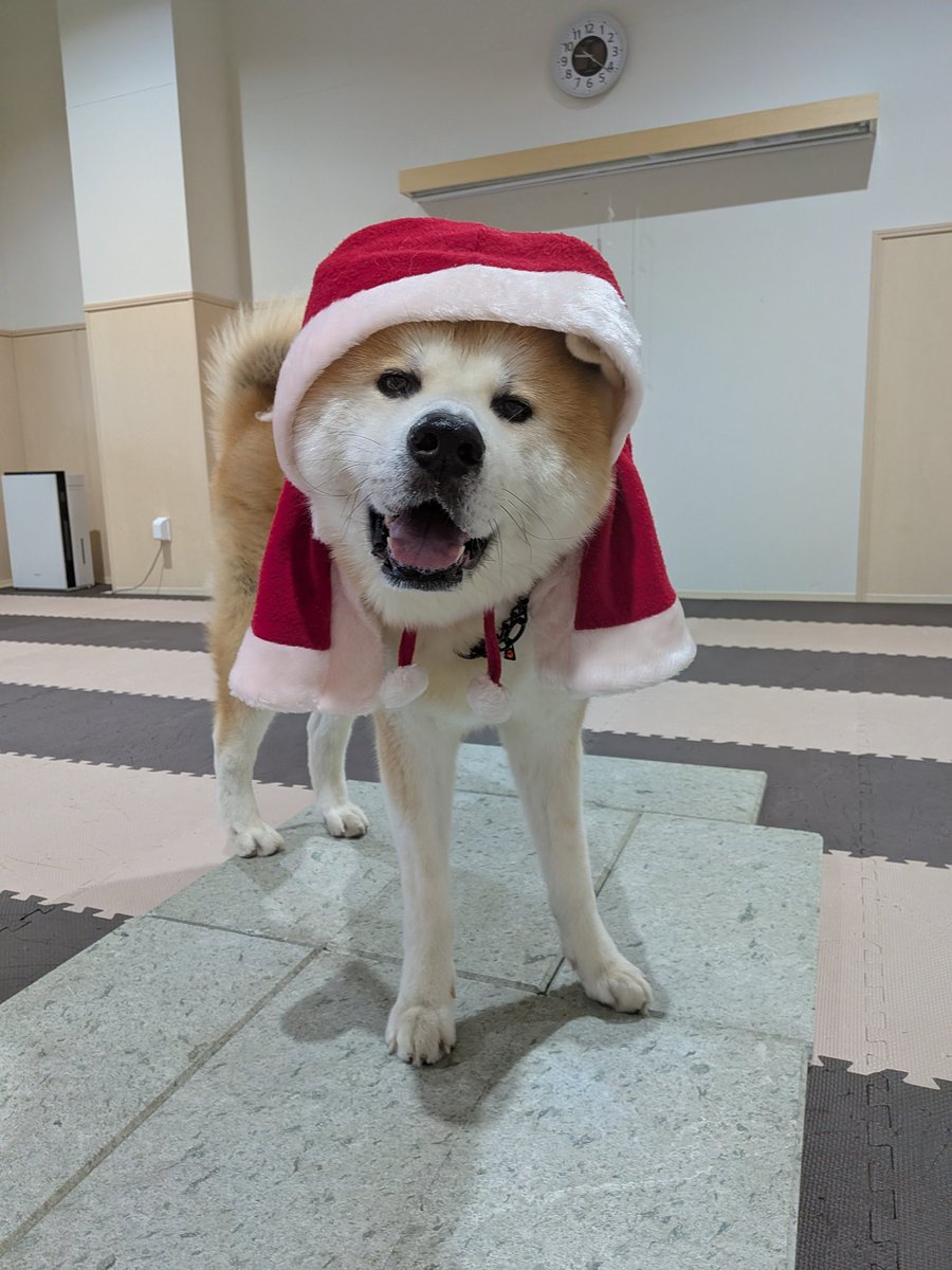 本日12月24日(水) 午前の部(9:30~13:00)は、 赤毛の男の子｢天(てん