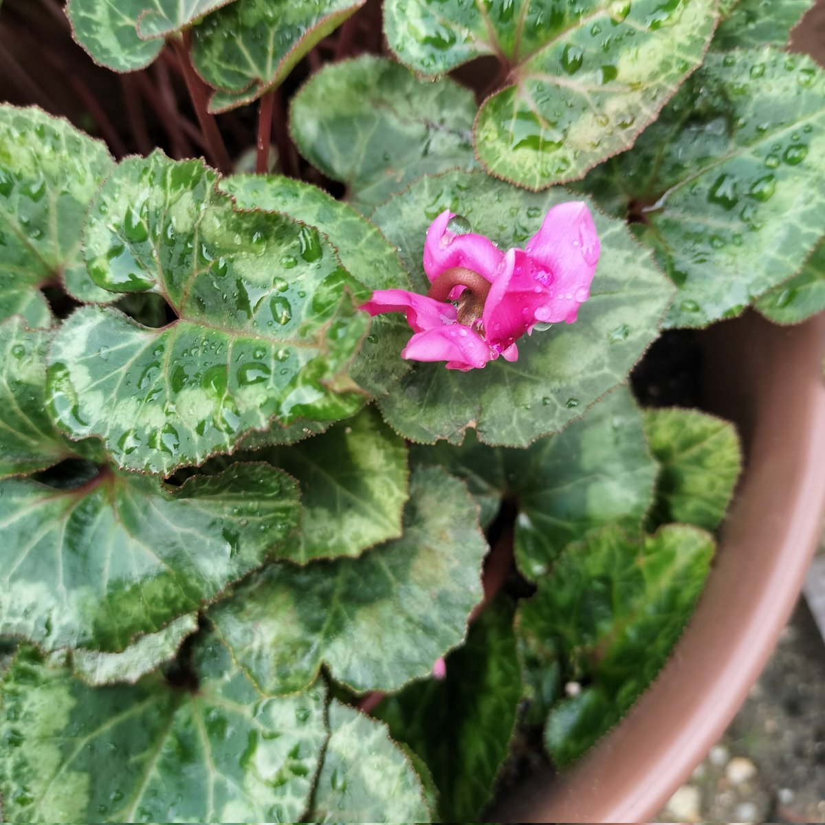 masamasa1's tweet photo. The rain has stopped and it's cloudy . It feels like the cyclamen has finally bloomed. It's just beginning. The fir tree makes me feel like it's Christmas 🥳. The komatsuna leaves are getting bigger. They're still delicious. #HomeGardening #Cyclamen #FirTree #Komatsuna https://t.co/4x85ONlFB2