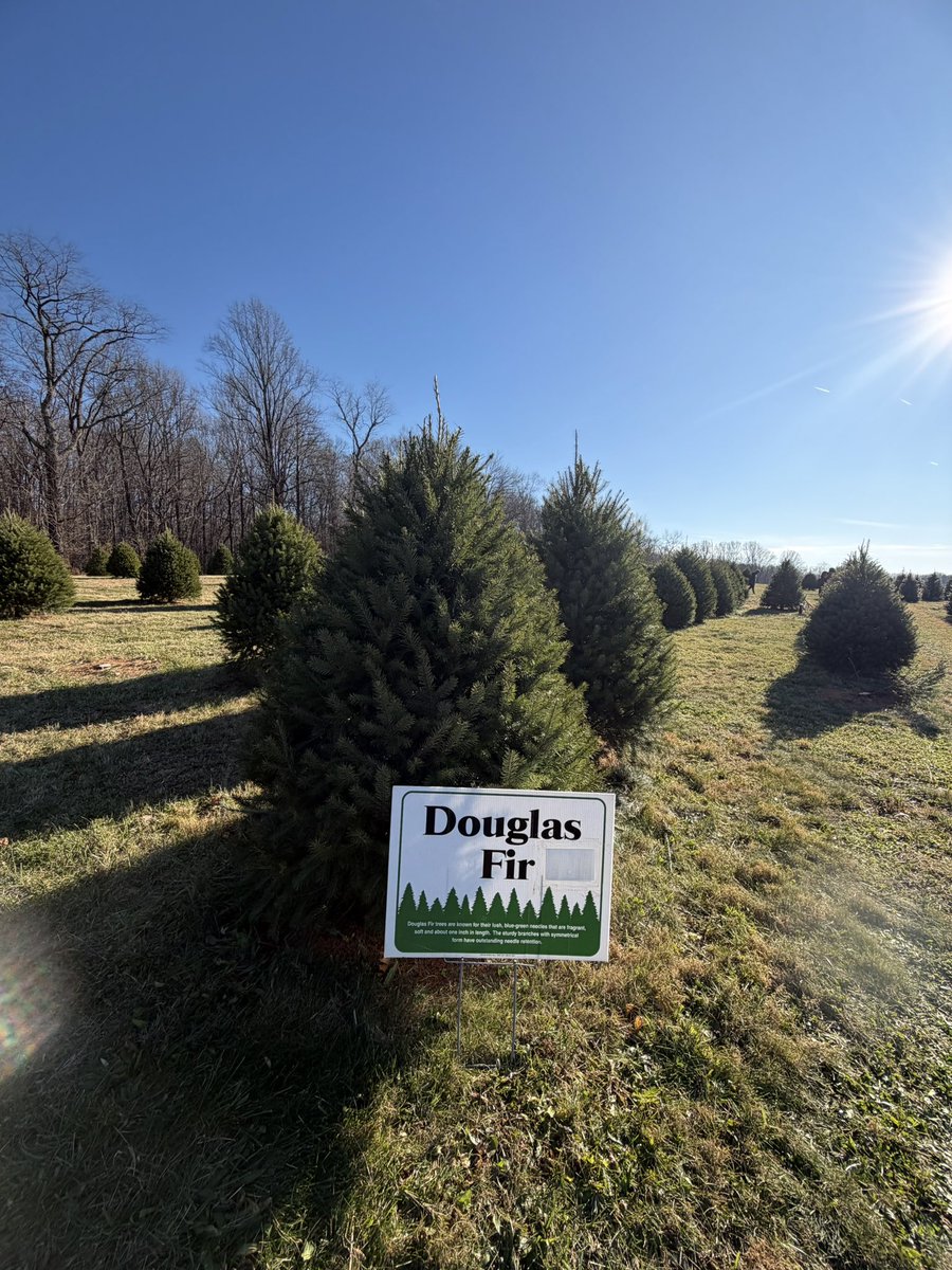 We can plan for the future without sacrificing the local Christmas tree farm.

STAY TUNED.🌲✨

<a href="/gaverfarm/">Gaver Farm</a> 👀