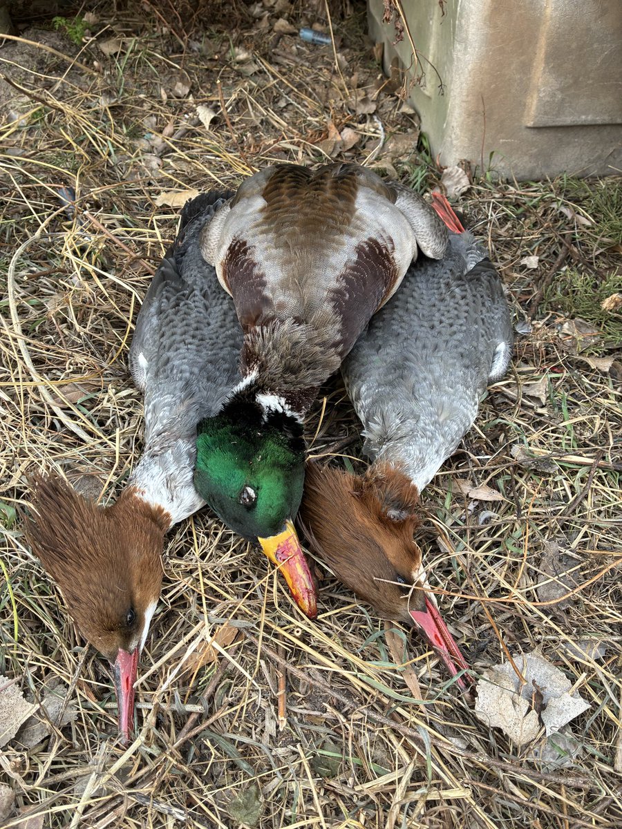 Omaha_Stylee 🇺🇸 🦆 (@holmes31rob) on Twitter photo 