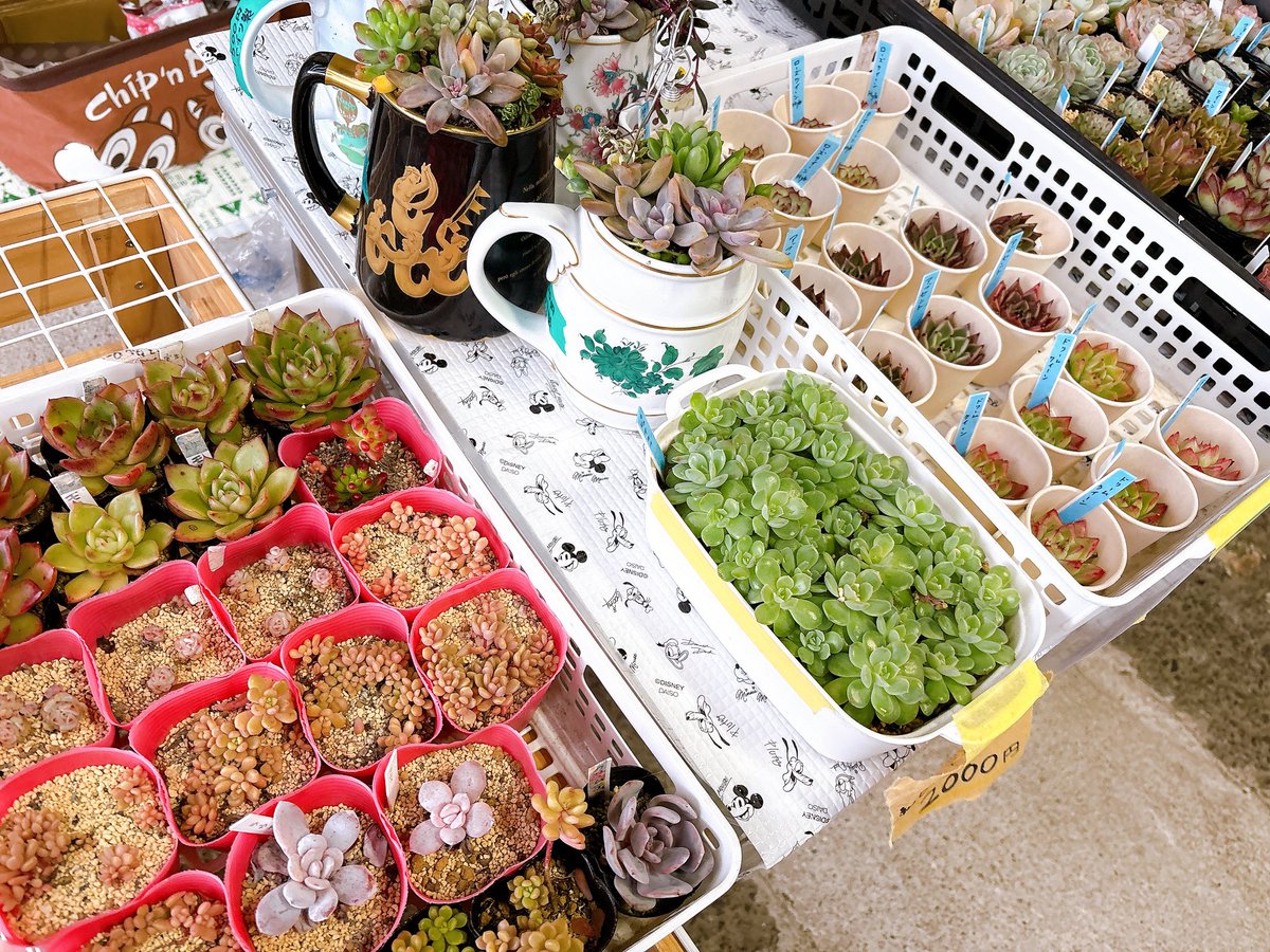 多肉植物 ぷくぷくセット♡恋心♡ビアポップ♡ 多肉植物 ぷくぷくセット♡恋心♡ビアポップ♡