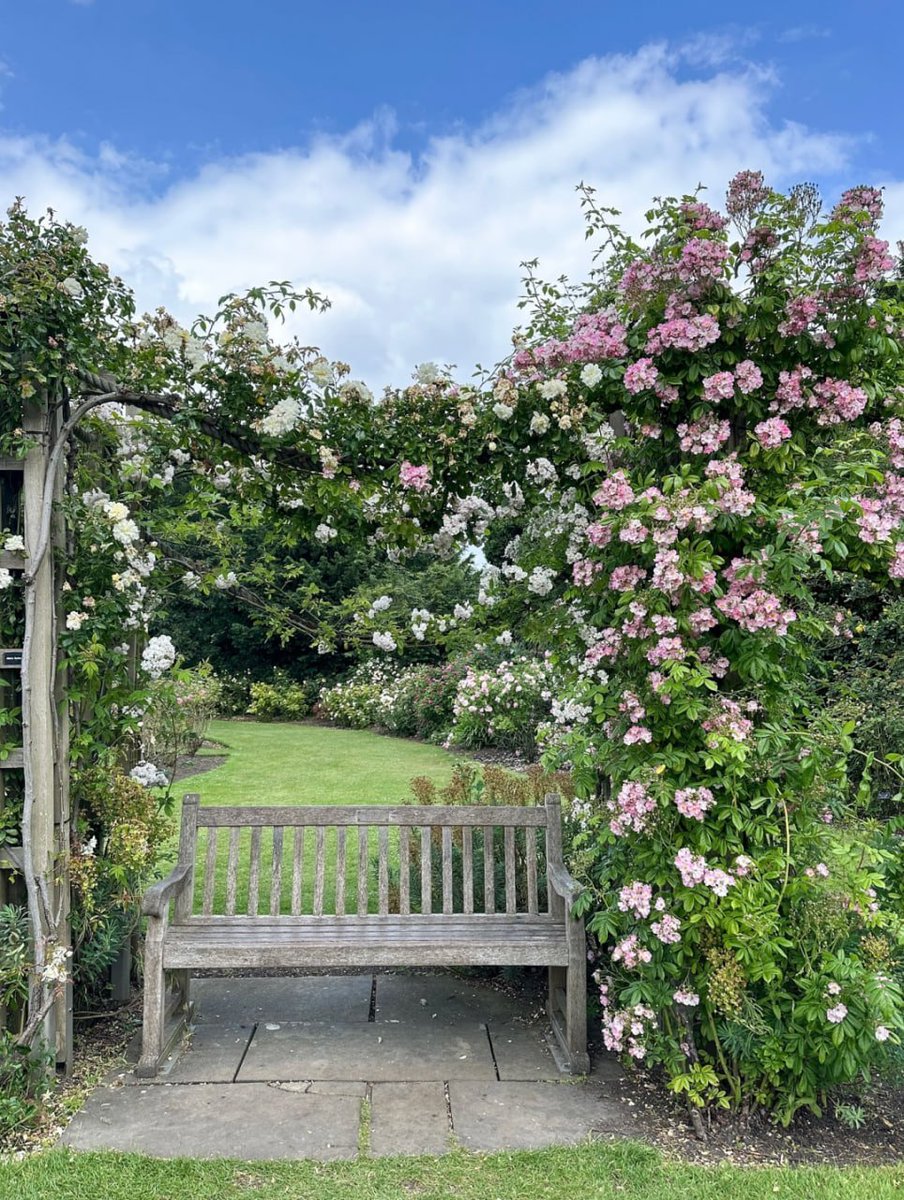 zencsdf's tweet image. Where blooms meet tranquility, a perfect seat amidst nature's poetry