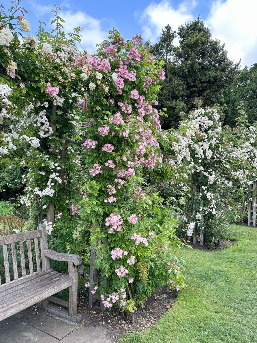 zencsdf's tweet image. Where blooms meet tranquility, a perfect seat amidst nature's poetry