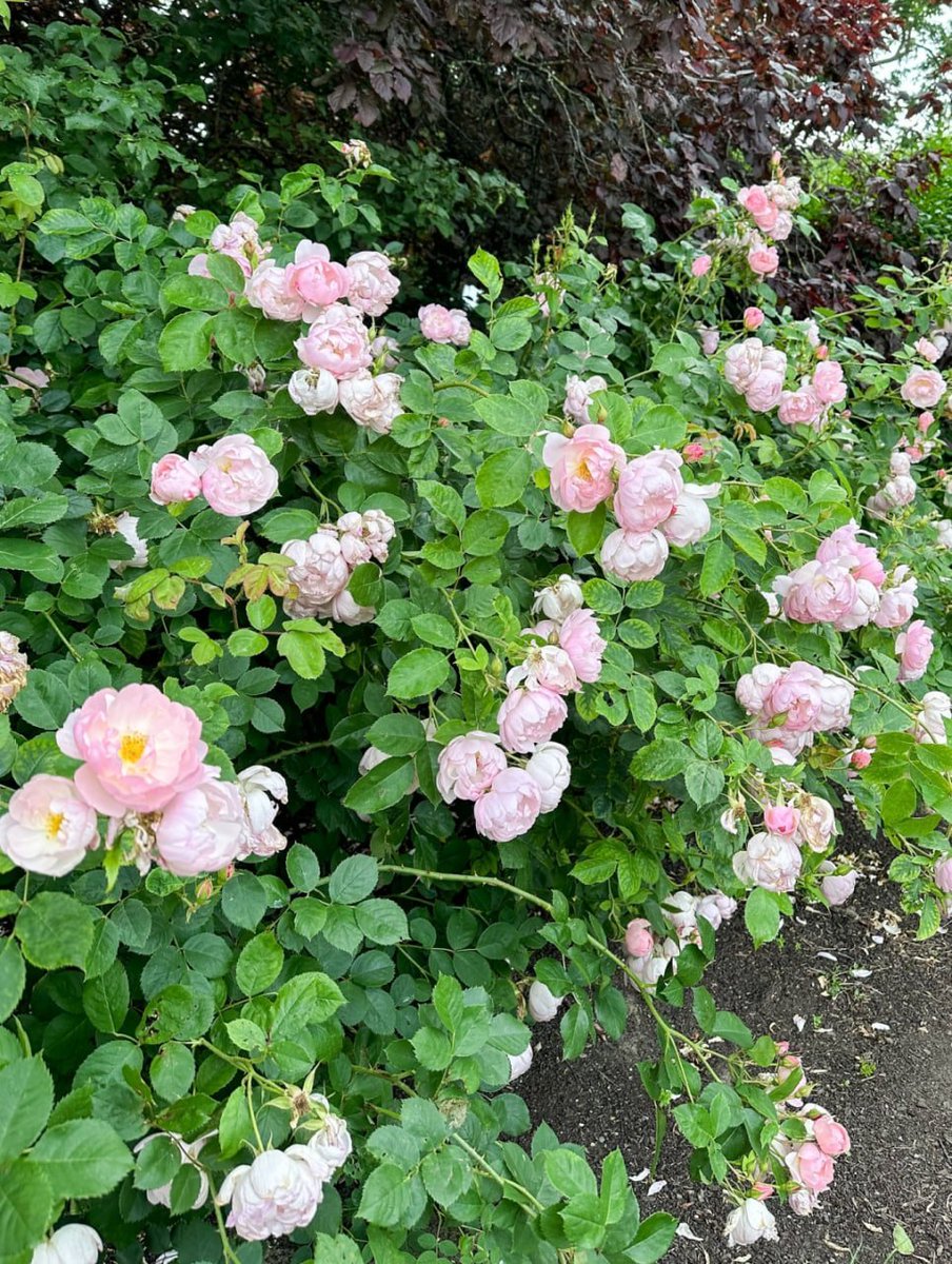 zencsdf's tweet image. Where blooms meet tranquility, a perfect seat amidst nature's poetry