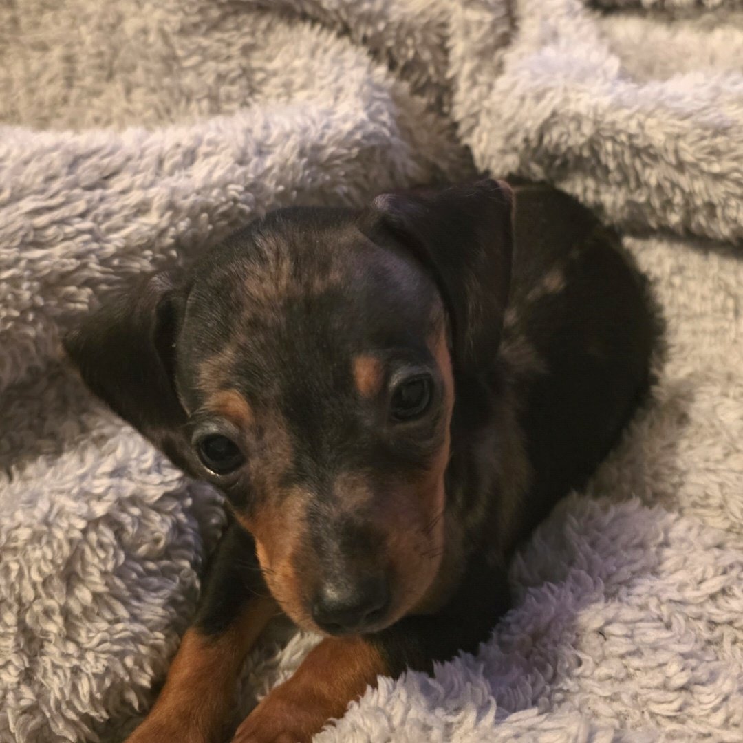 New addition to the family ,a crazy sausage that does what she wants 🥰