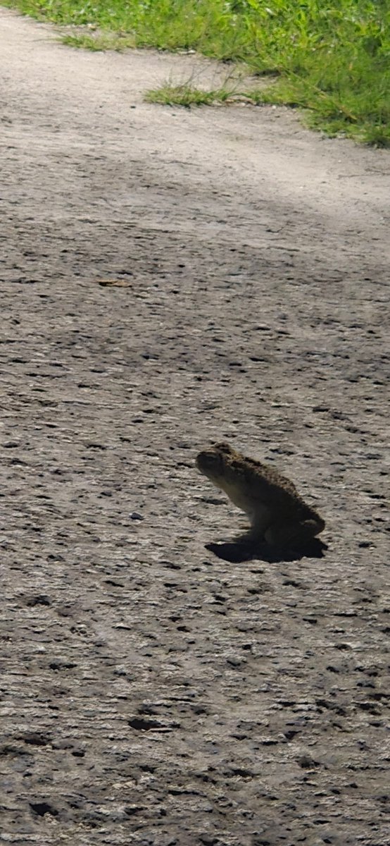 nadoProducer's tweet image. Frogspotting