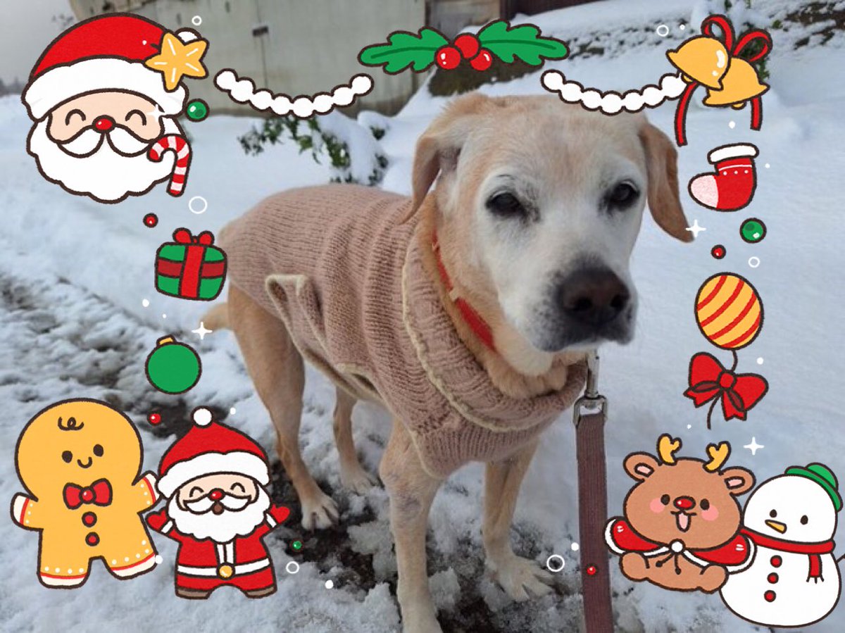 1129_izumi ふくちゃんお誕生日おめでとうございます🐶㊗️