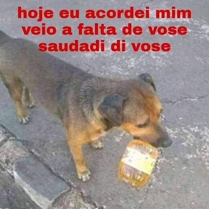 animais com frases aleatorias (@animaisfrases_) on Twitter photo 