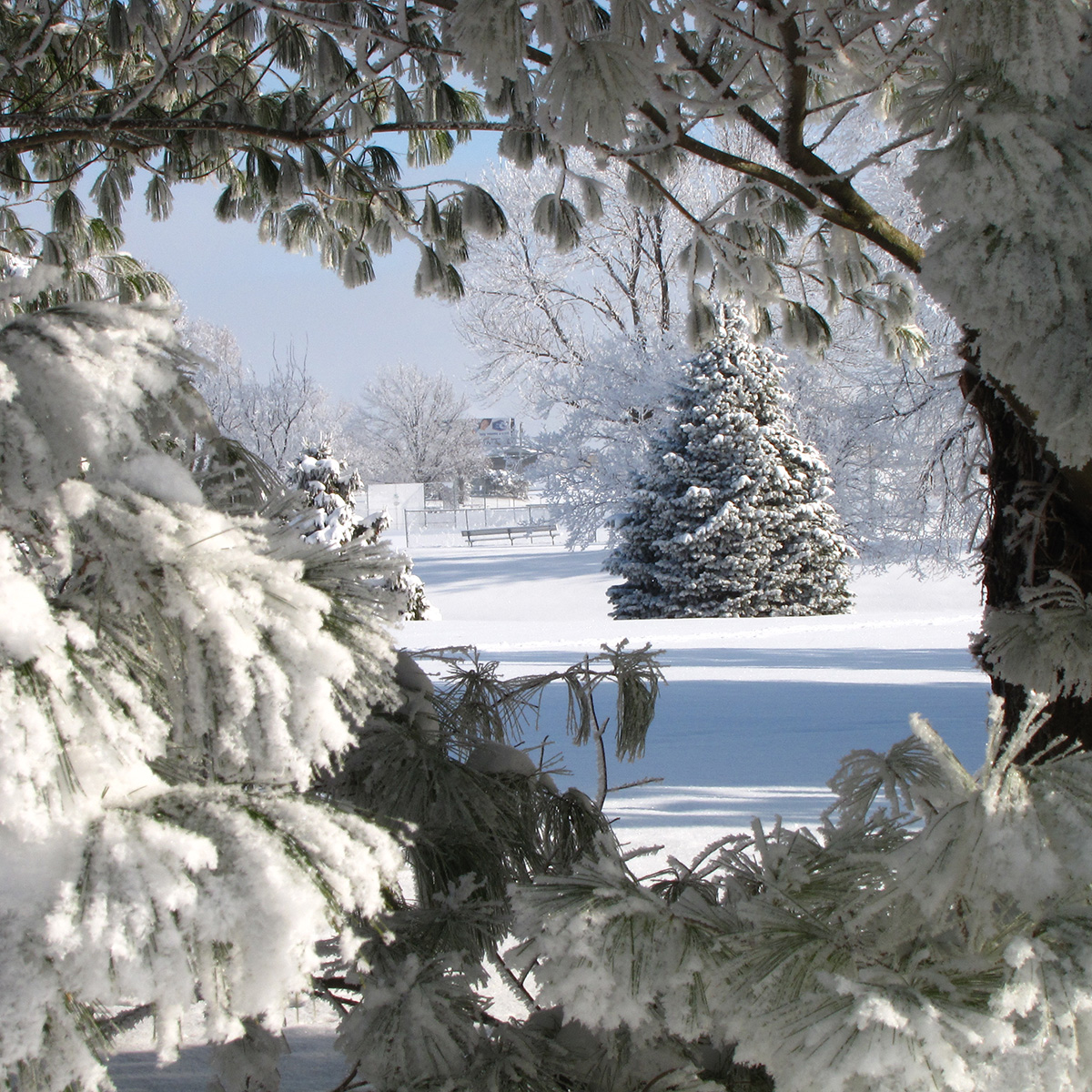 CityofCRiowa's tweet image. 🍃 Winter nature walks are peaceful and invigorating. Bundle up and discover the quiet beauty of snow-covered trails.
 
  #CRParksAndRecreation #CommunityConnection
