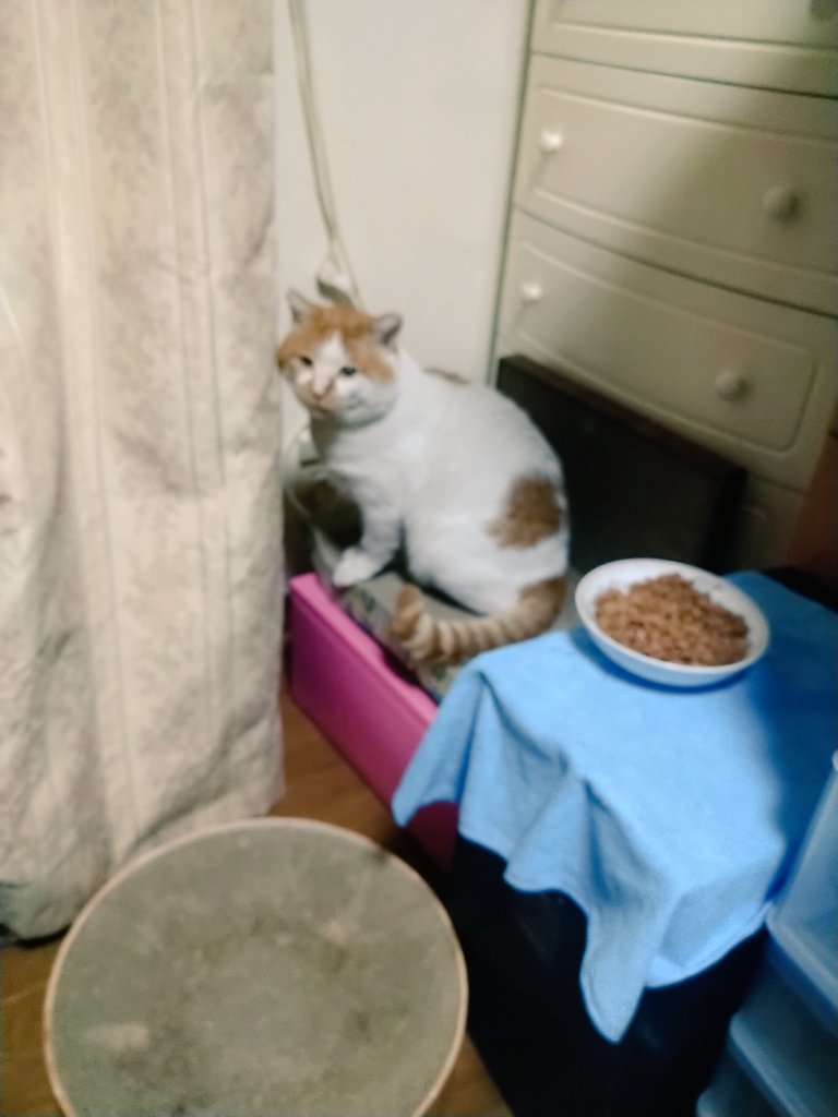 ⁂チャラチャラネコ⁂様 確認画像 ソニー株式会社 | Sony Imaging Gallery | 石原さくら 作品展