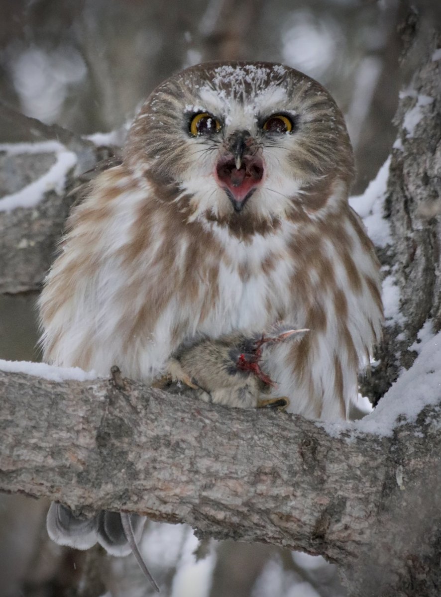 Accurately sums up what most of this year has been like, tiny but mightily fighting/advocating for my people beginning to end.