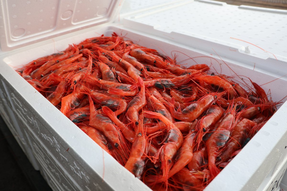 セリの後は、輪島の魚の入札販売でした。 甘エビやノドグロ、ブリ