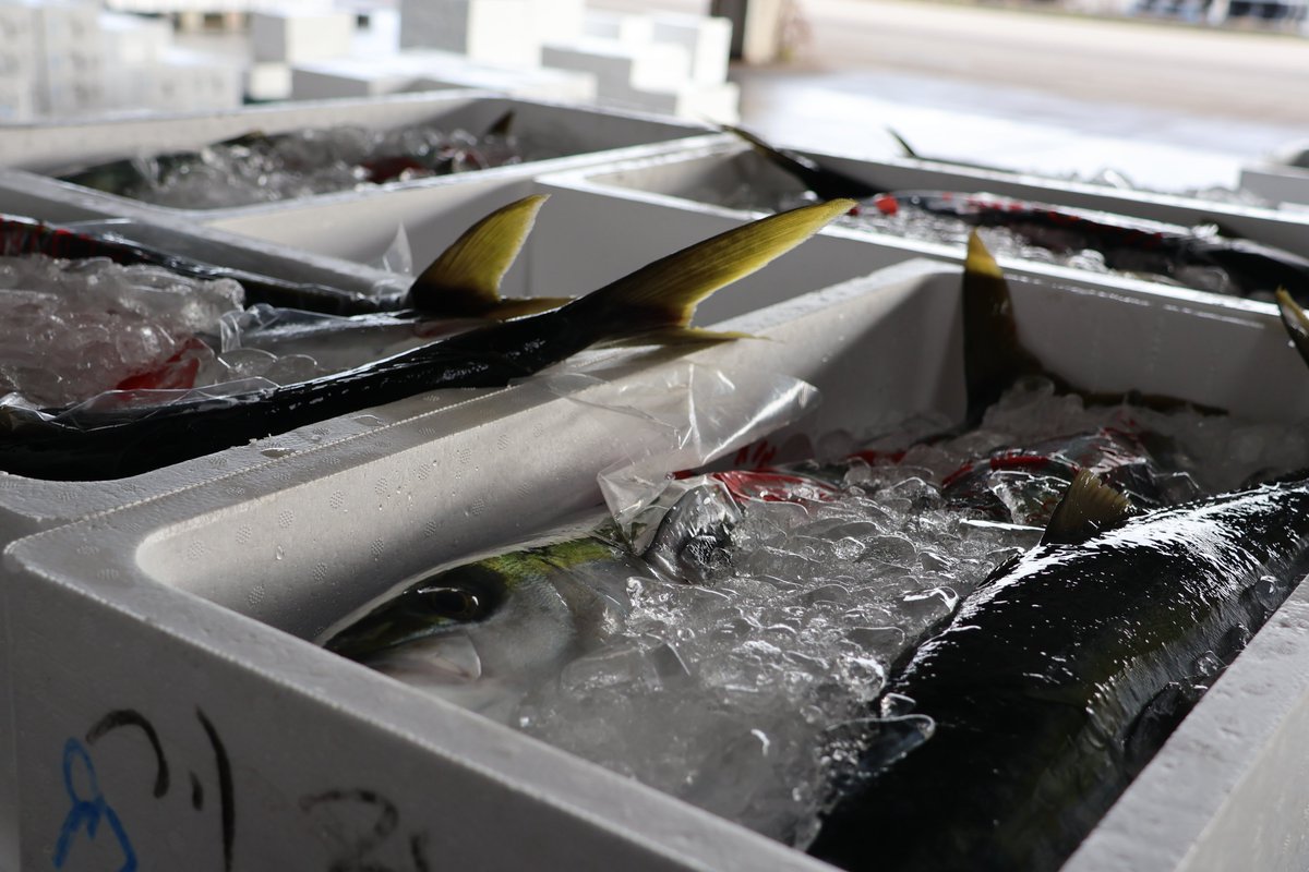 セリの後は、輪島の魚の入札販売でした。 甘エビやノドグロ、ブリ