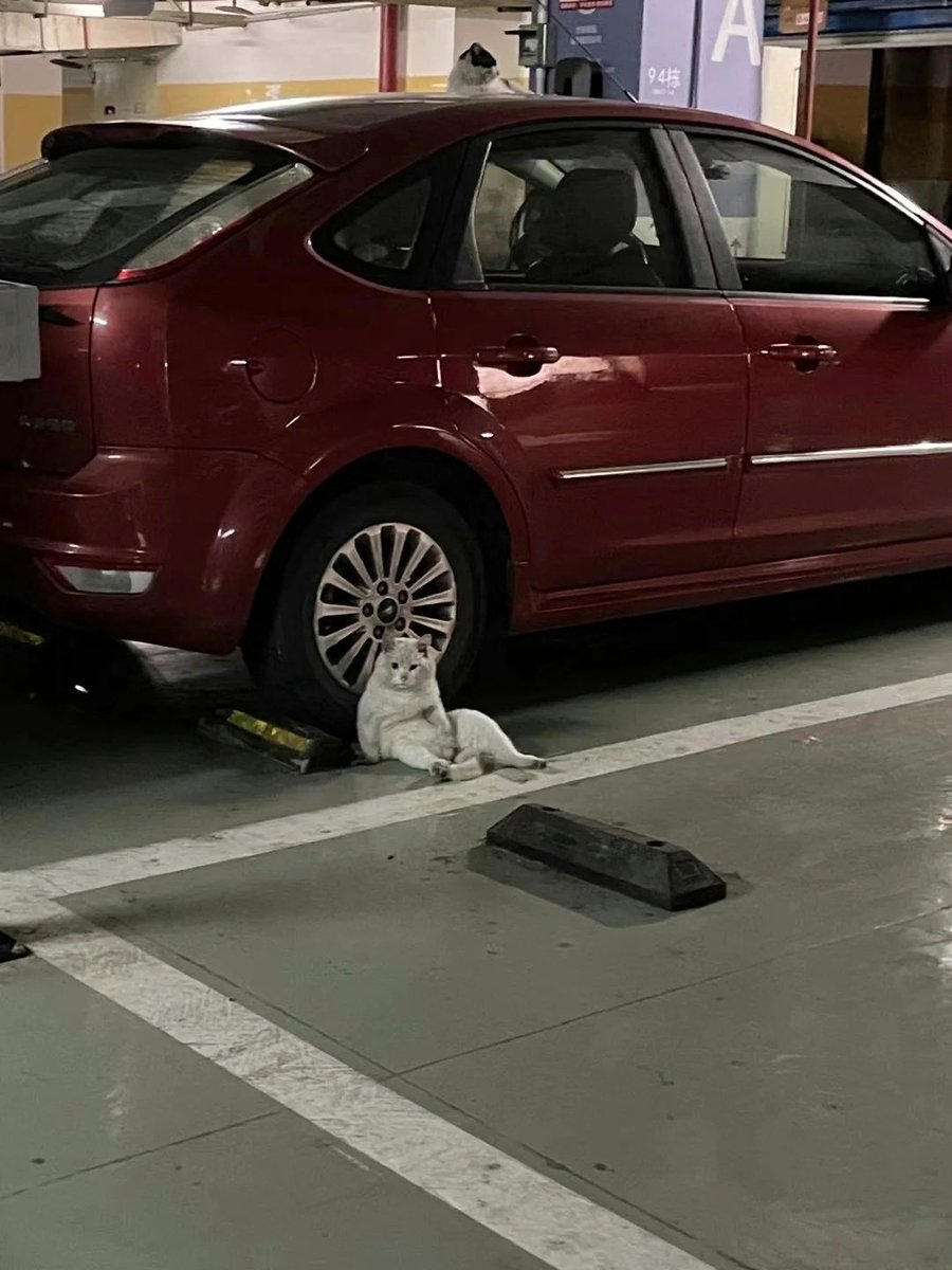 nocontextscats's tweet image. Tough life