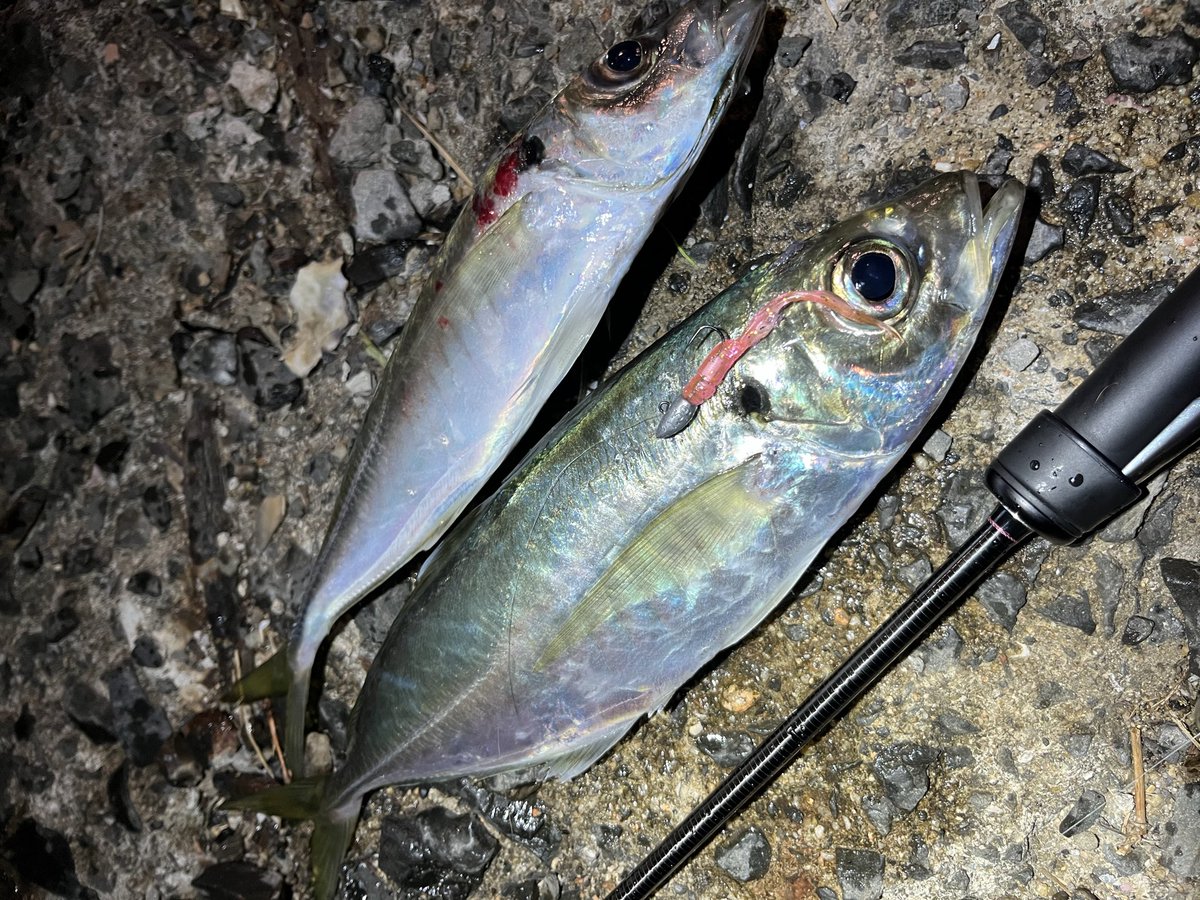 少し前の釣行
<a href="/kurashin6819/">くらしん</a> さんと久しぶり会って爆風、ゴミだらけの最悪のコンディションの中頑張りました😂
フォール中にひったくっていいサイズ！
ピラピラピラリンが効きました😏
#アジング #aquawave #ピラピラぴらりん #pr