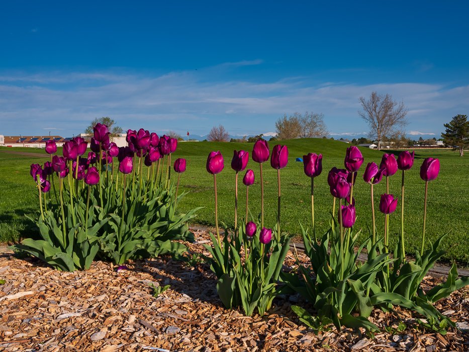 Aurora Golf tweet media