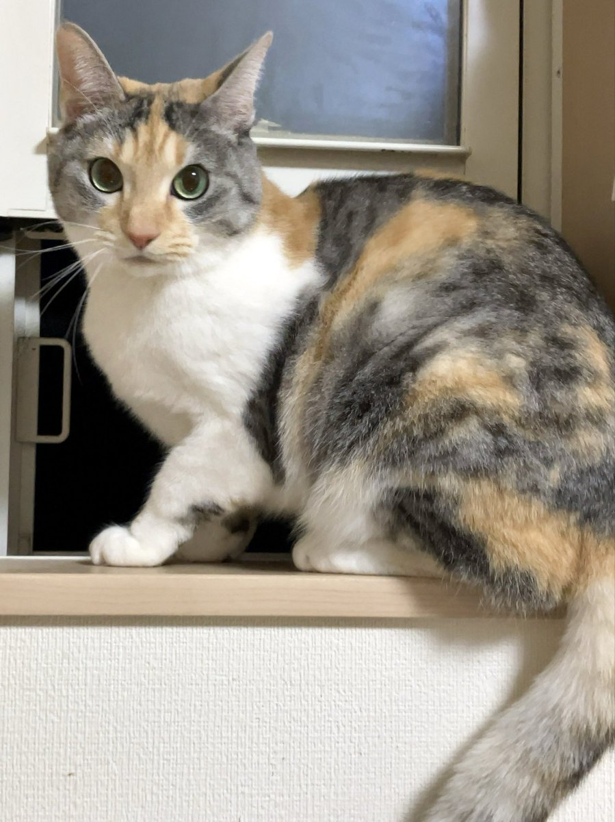 三毛猫のひめちゃん (@mikehime0707) / Posts / X