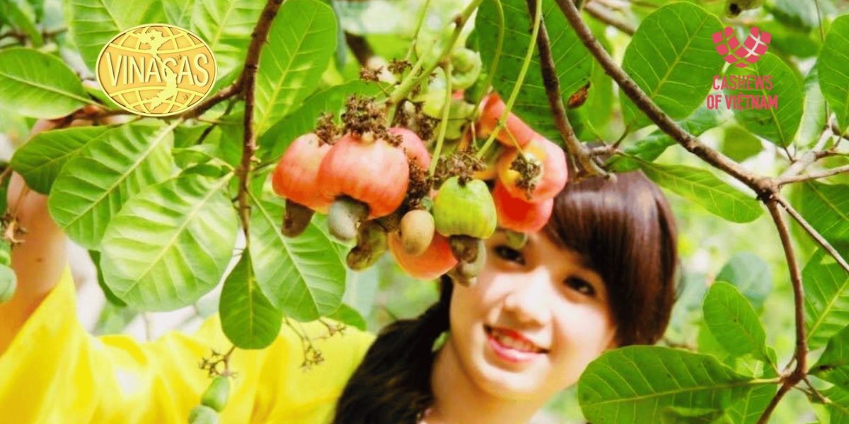 vinacas's tweet photo. 🎄 Merry Christmas &amp; Happy New Year 2026! 🎉
Wishing our members, partners, and the global cashew community a year of new energy and opportunities. Thank you for supporting Vietnamese cashews! ✨
#VINACAS #VietnamCashew #HappyNewYear2026 https://t.co/AO4ktoljVR