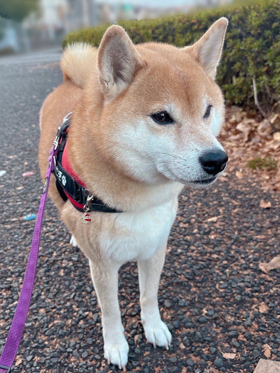 柴犬むぎ (@shiba_inu_mugi) / Posts / X