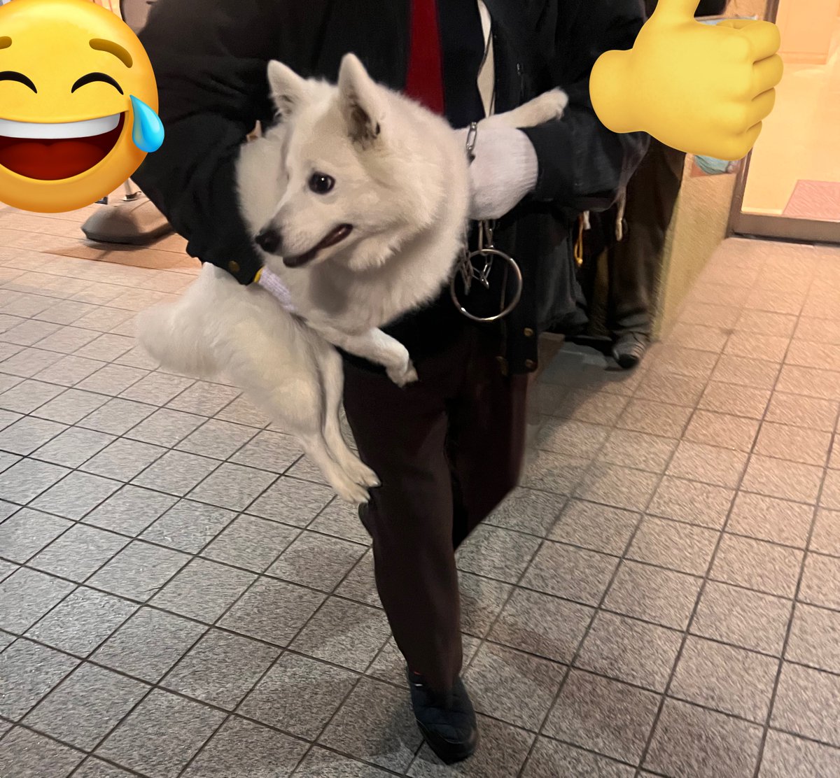 かずみんみん 🍳かずみんみん( ˙꒳​˙ )🕊️🤍🐧☘️💎🐺🍖🐝🧵🦋 (@kazu59631) on X