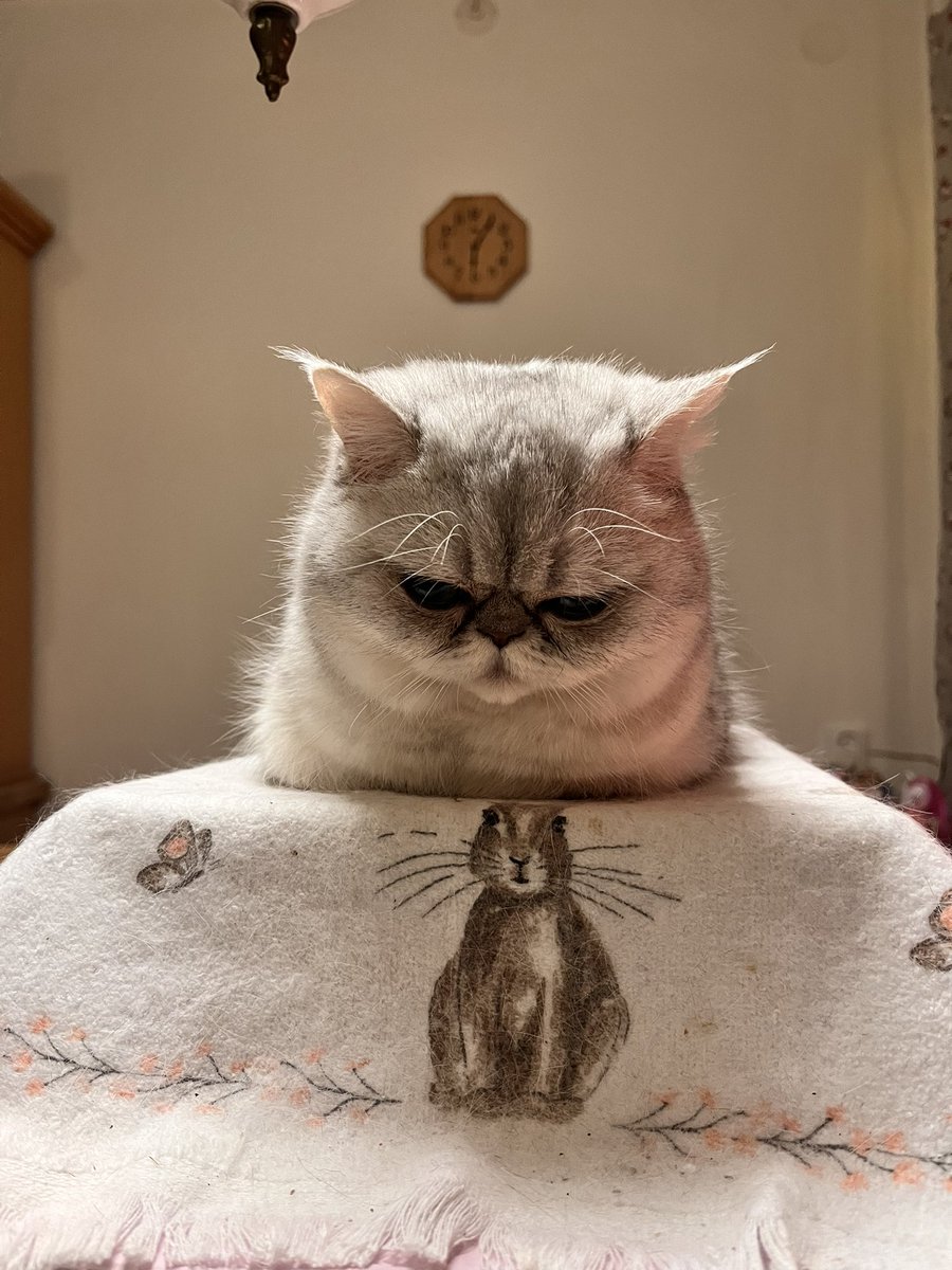 サボテン tweet media