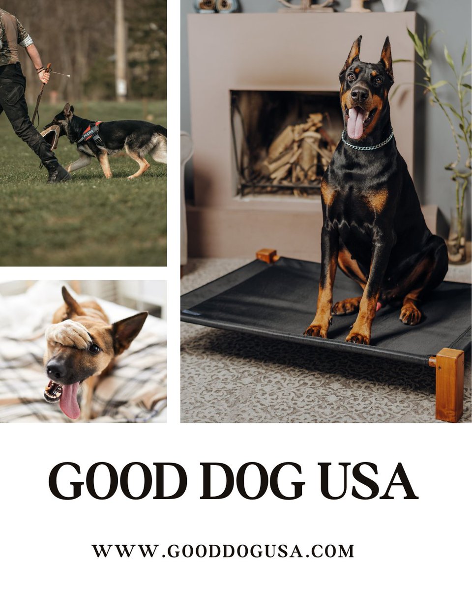 Good Dog USA tweet media