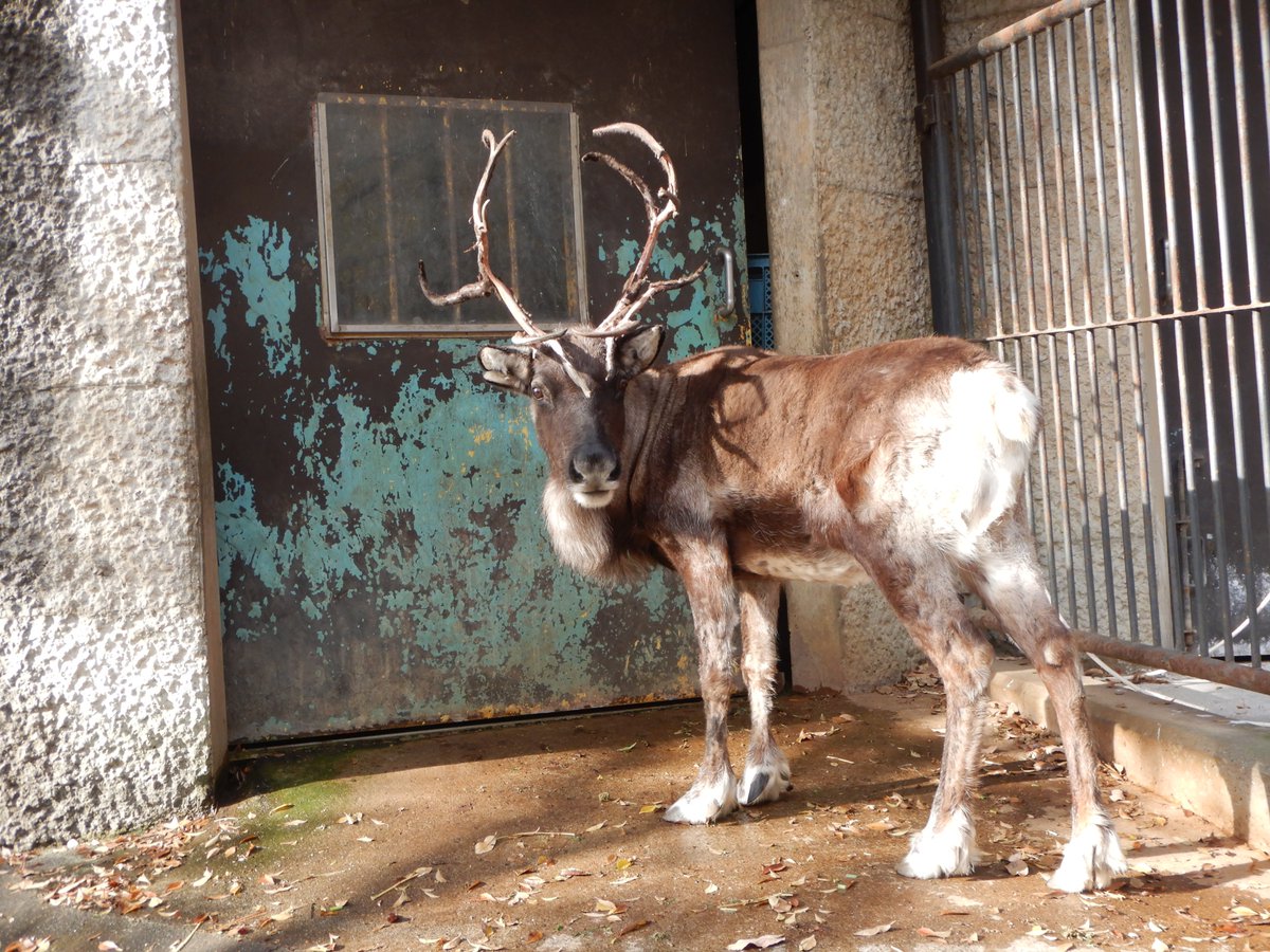 多摩動物公園では、10歳のメスのトナカイを1頭飼育しています。 今年も