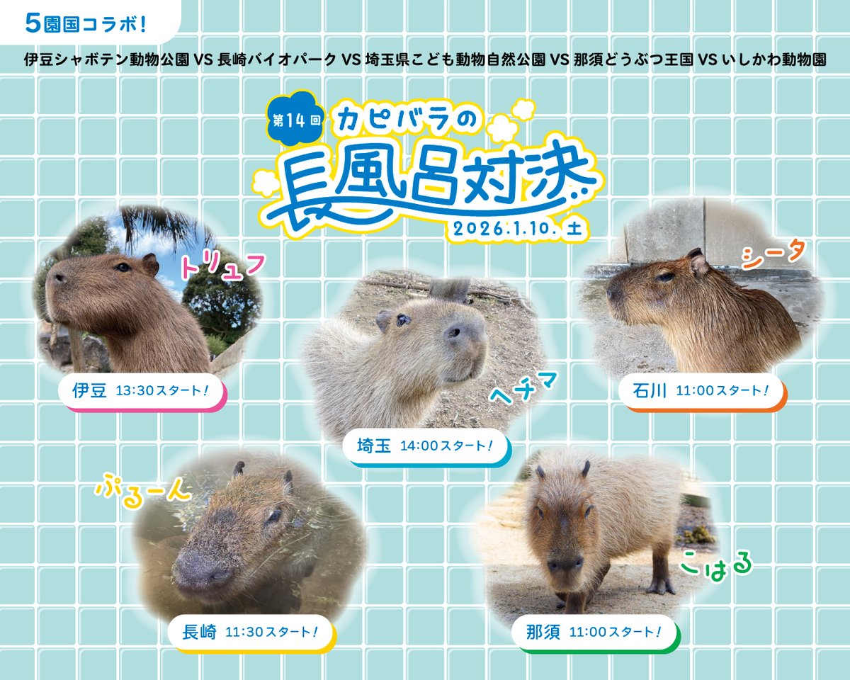 カピバライダー (@4fvirqaIVMSHckU) / Posts / X