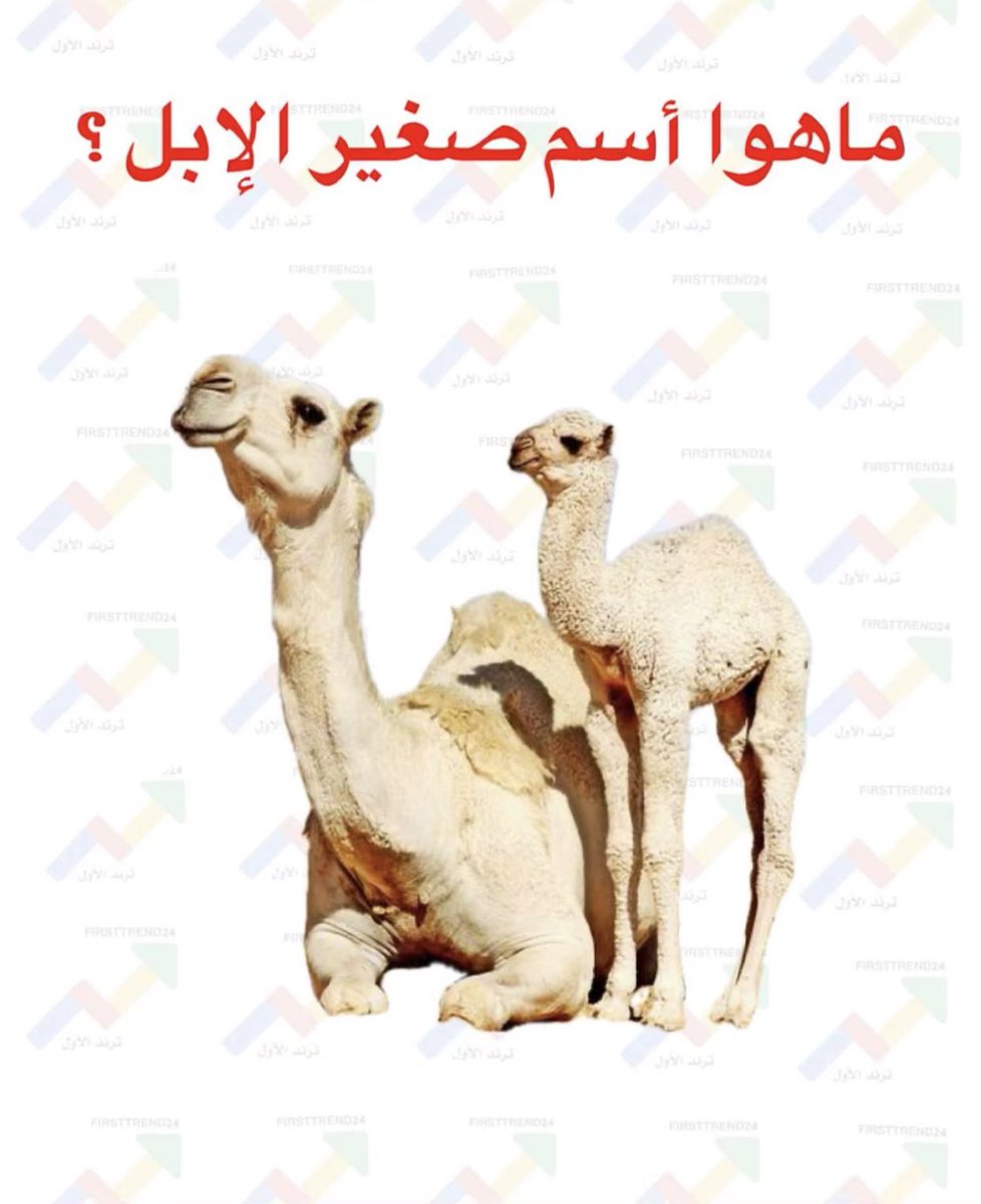 سوال اليوم 💡:

ماهو اسم صغير الإبل !؟ :