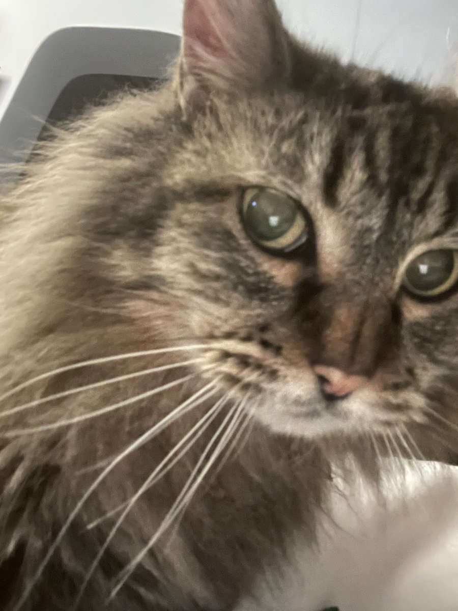 Lola: The Taupe Avenger 🦸🏽‍♀️ 🐱 tweet media