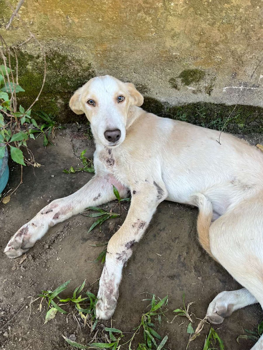 ‼️PERRITA LINDA GRAVEMENTE HERIDA - AYUDA POR FAVOR‼️

#ServicioSocial

“Solicito su ayuda con una perrita atropellada, al parecer tiene su patita delantera quebrada. Está ubicada en Tonacatepeque, San Salvador justo a la entrada del pueblo. Contacto 7086 0330”