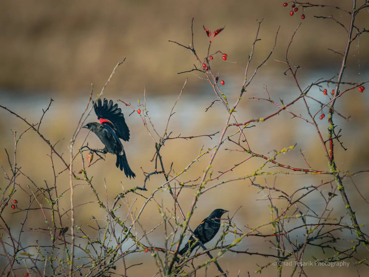 visitskagit's tweet photo. Skagit Valley birds 🐦🦅 There are so many different species that can be spotted in the valley--from heron wading in marshes to spry little finches hopping in shrubs. 

📸: @chadtesarikphotography
#SkagitValleyBirding #PNWBirds #MagicSkagit #VisitSkagitValley https://t.co/7CxGNrugQ3