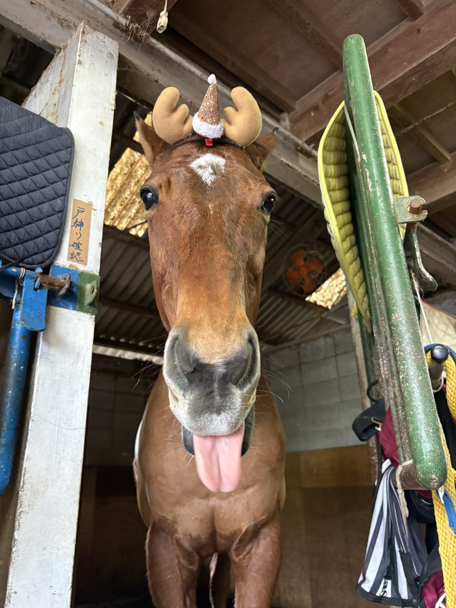 Meiner_Orden's tweet image. 今夜みんなにプレゼント届けにいくからね〜