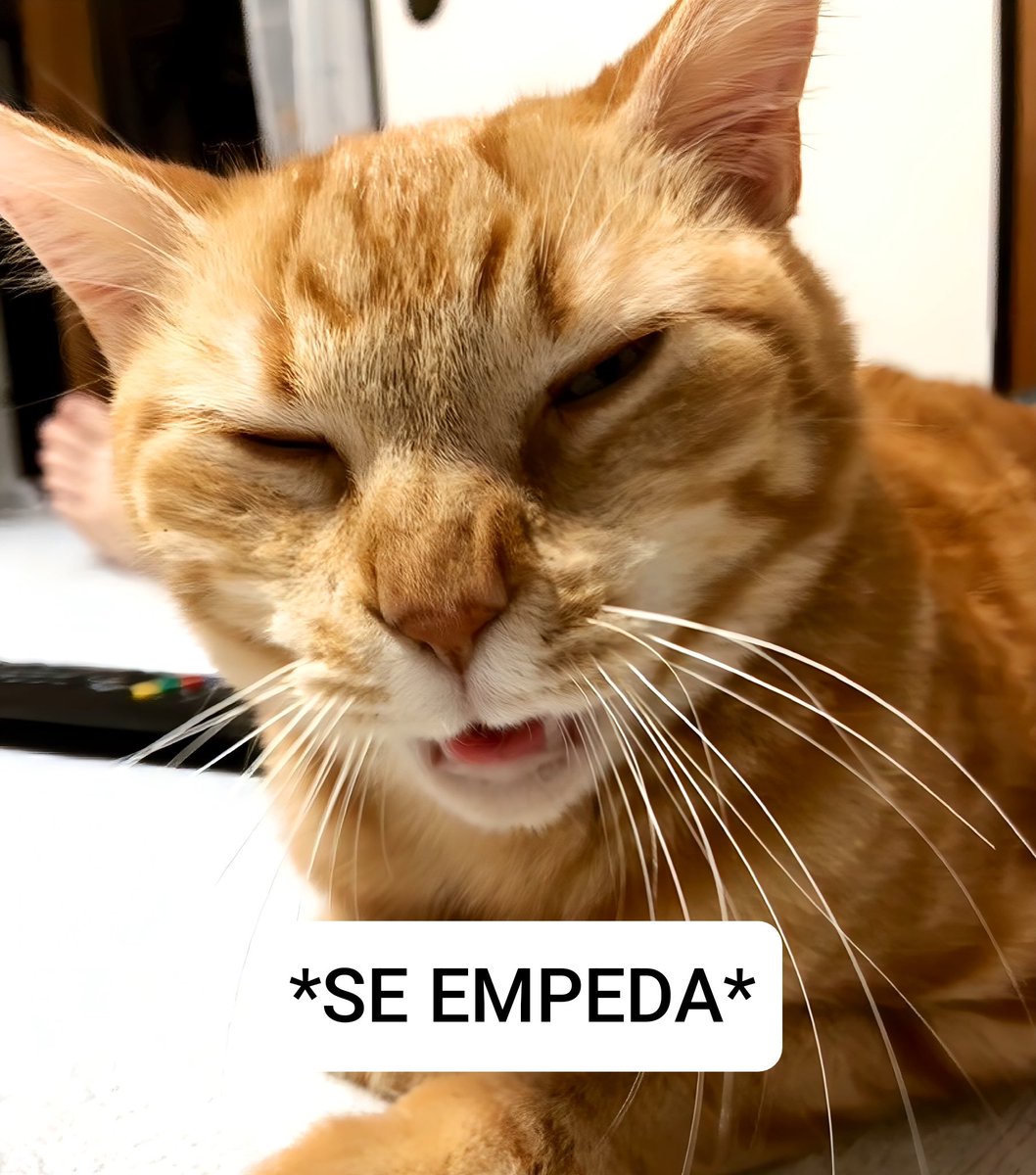 ニコちゃんとこたろう先生とトロとわさび姐さん (@nikoandkotatoro