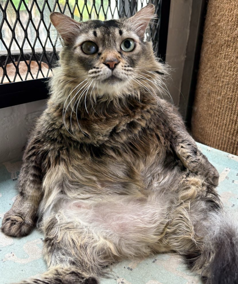 min min 🐱 tweet media