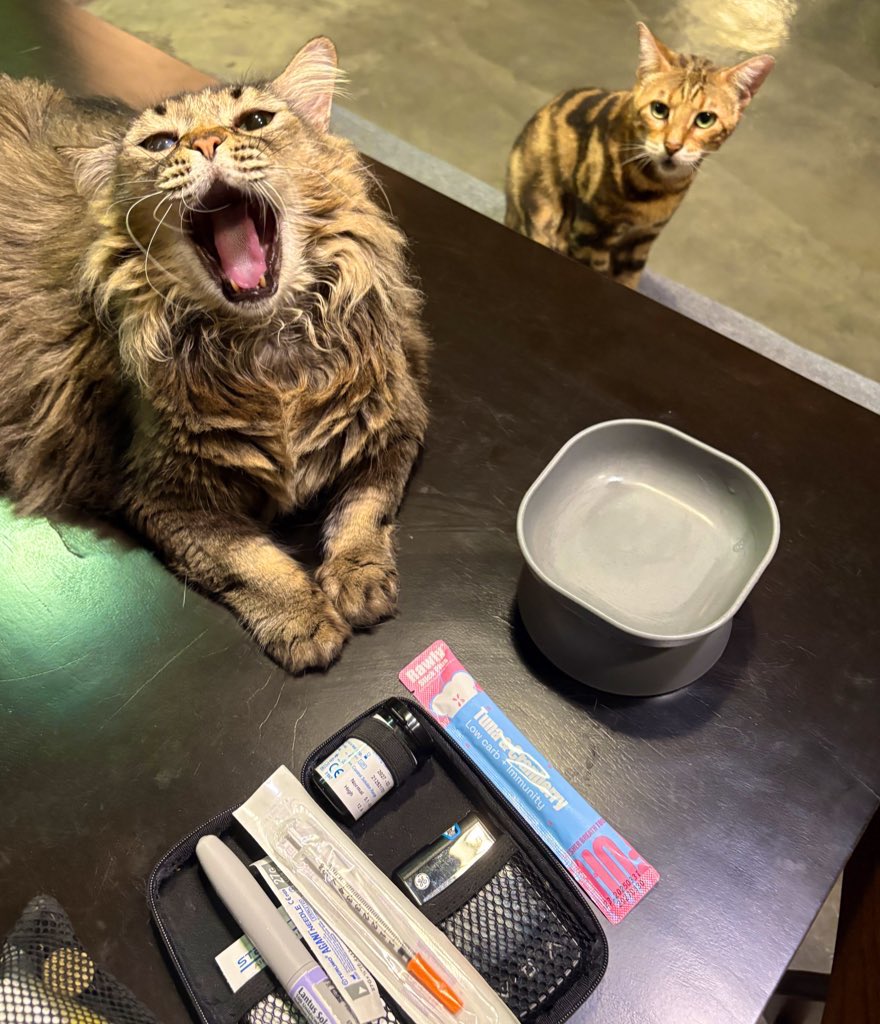 min min 🐱 tweet media