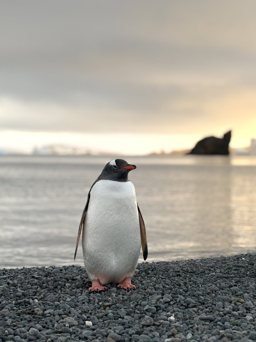 sofisall's tweet image. Pingüinos papúa muy fotogénicos y este lugar maravilloso 🇦🇶🤍