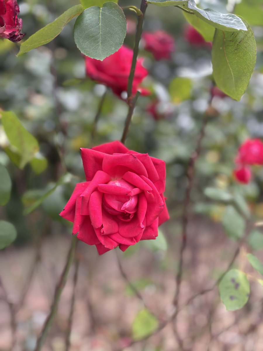 メリークリスマスイブ🎅🏻
こちらは真紅のバラ「宴」です🌹

素敵なクリスマスイブをお過ごしください♥️