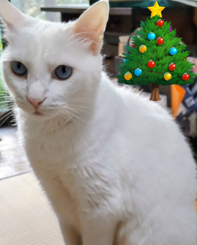 今日から2つ目の仕事で 大晦日まで忙しいです🏃‍♀️ <ラストスパート